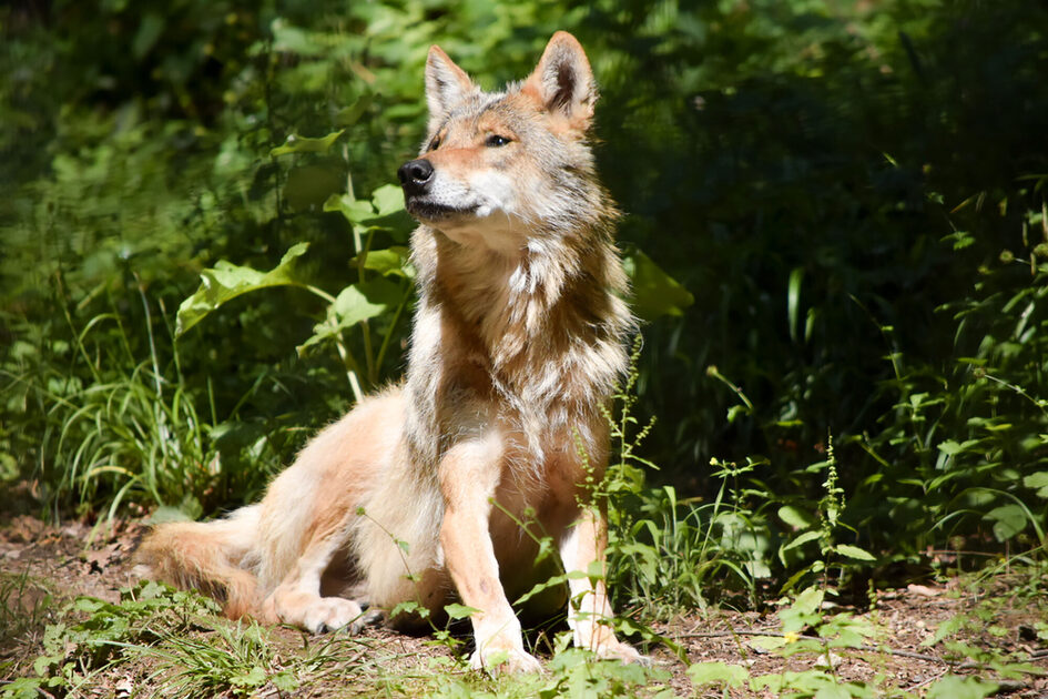 Pheasantry wolf in the summer sun