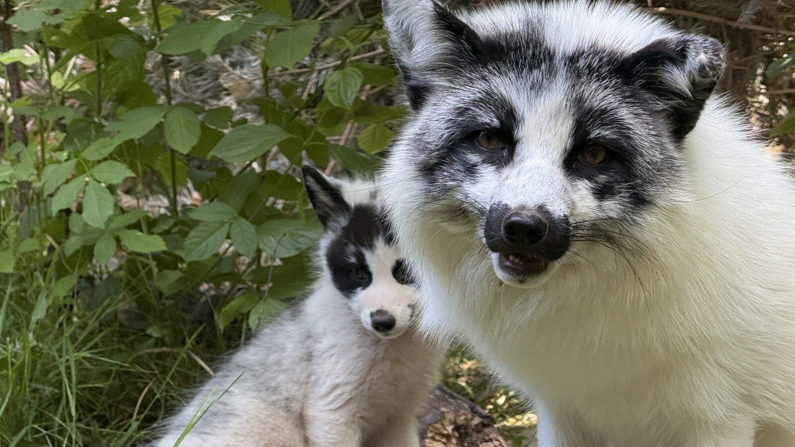 Fuchs Pafu und Welpe