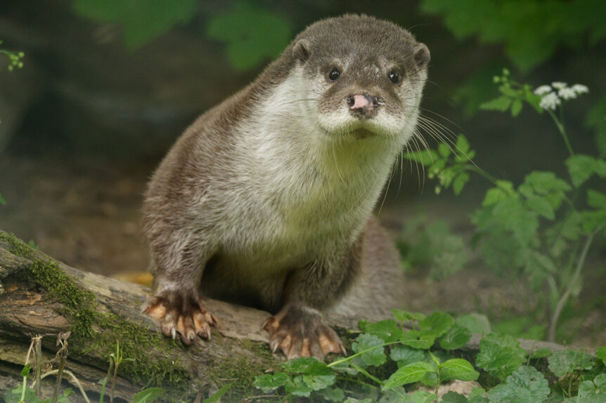 Допитлива видра