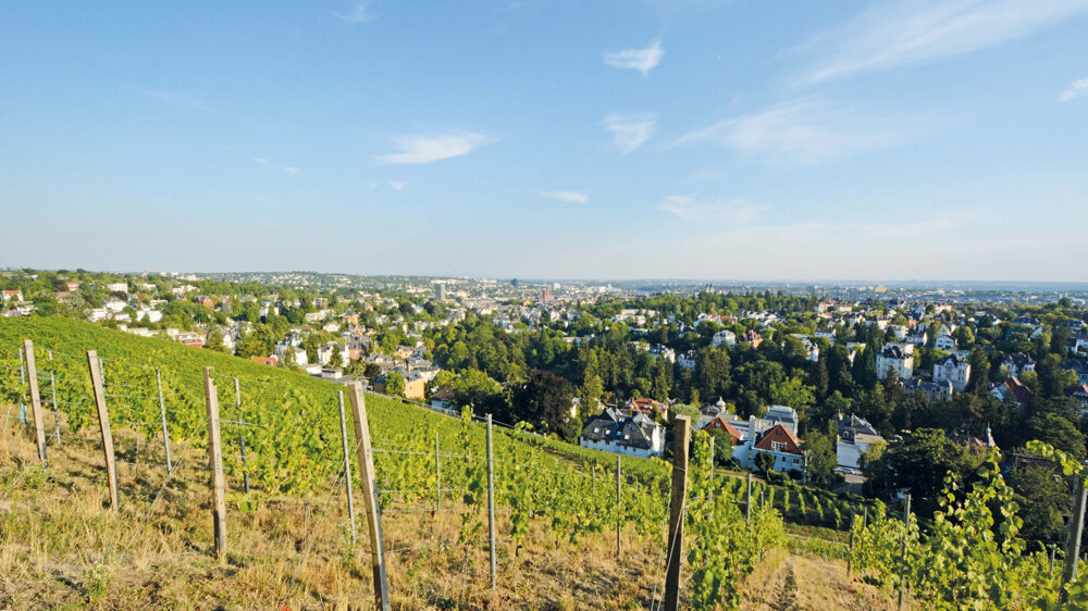 View from the Neroberg down into the valley, with vines in the foreground.