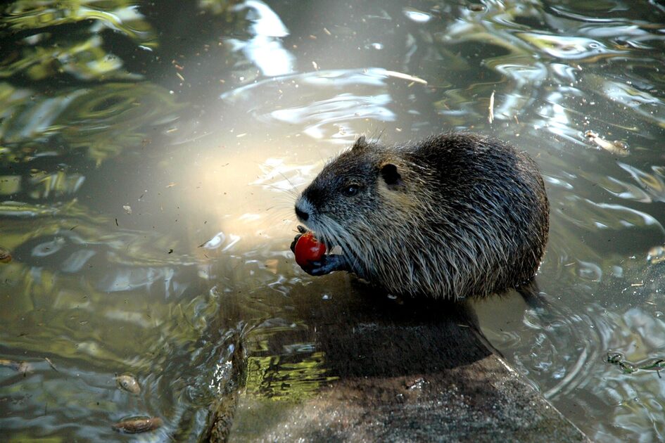 Pheasantry Wiesbaden