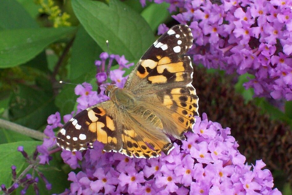 Der Distelfalter sitzt auf violetten Fliederblüten.