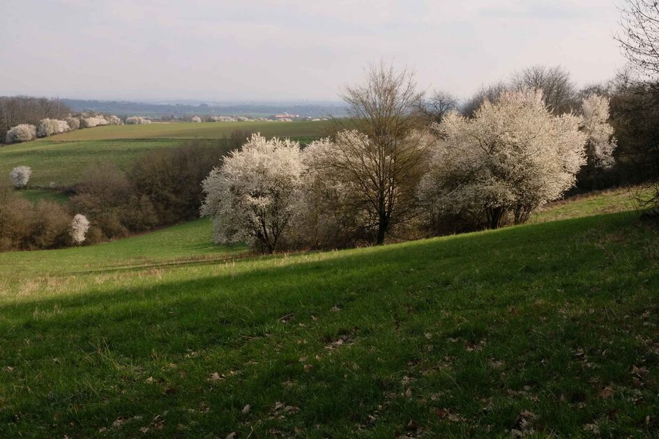 Naturschutzgebiet Aussicht: Blick auf die Hangwiesen und weiß blühende Gehölze.