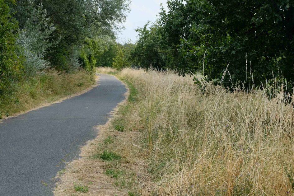 Ein asphaltierter Feldweg mit Hecken und Baumstrukturen sowie einem grünen Streifen trockenes Gras.