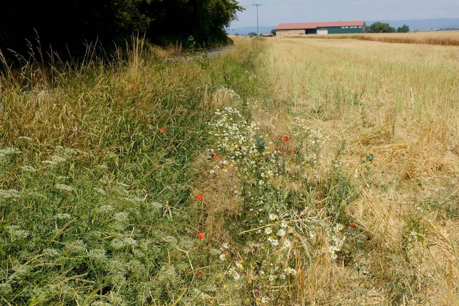 Nahaufnahme eines Blühstreifens neben einem Feld, es sind weiße und vereinzelt rote Blüten zu sehen und hochstehende Gräser. Im Hintergrund ein großes landwirtschaftliches Gebäude.