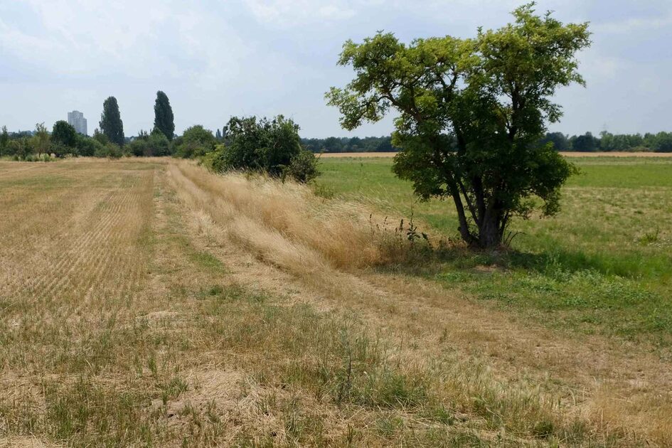 Grünweg zwischen landwirtschaftlichen Flächen, mit vereinzelten Gehölzen.