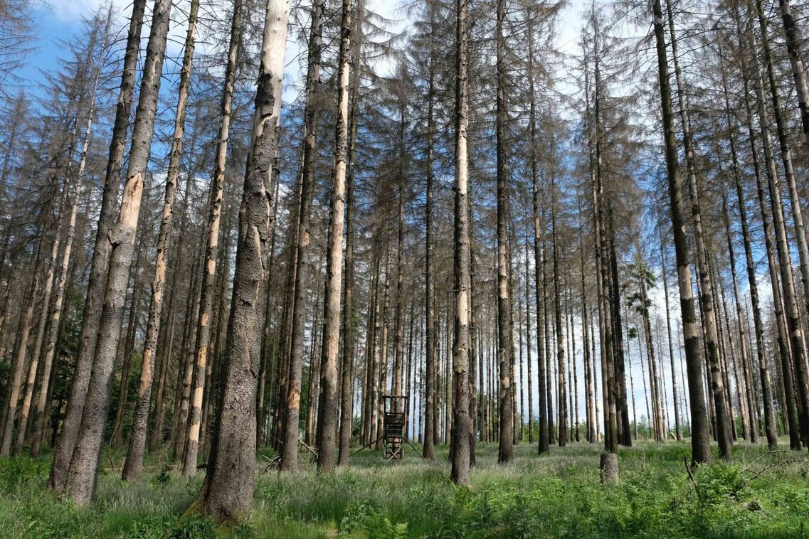 Lichter Wald mit hohen, schlanken Fichtenstämmen und grünem Unterholz unter einem blau-weißem Himmel.