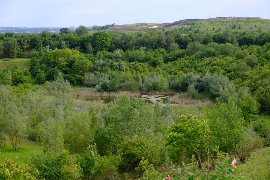 Blick auf einen Tümpel im ehemaligen Steinbruch Kalkofen in Wiesbaden, der mittlerweile ein grünes Biotop ist.