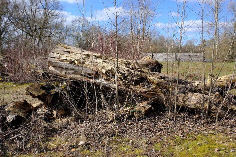 Ein Totholzstamm im Freien, umgeben von Sträuchern und grünem Gras, bei blauem Himmel mit Wolken.