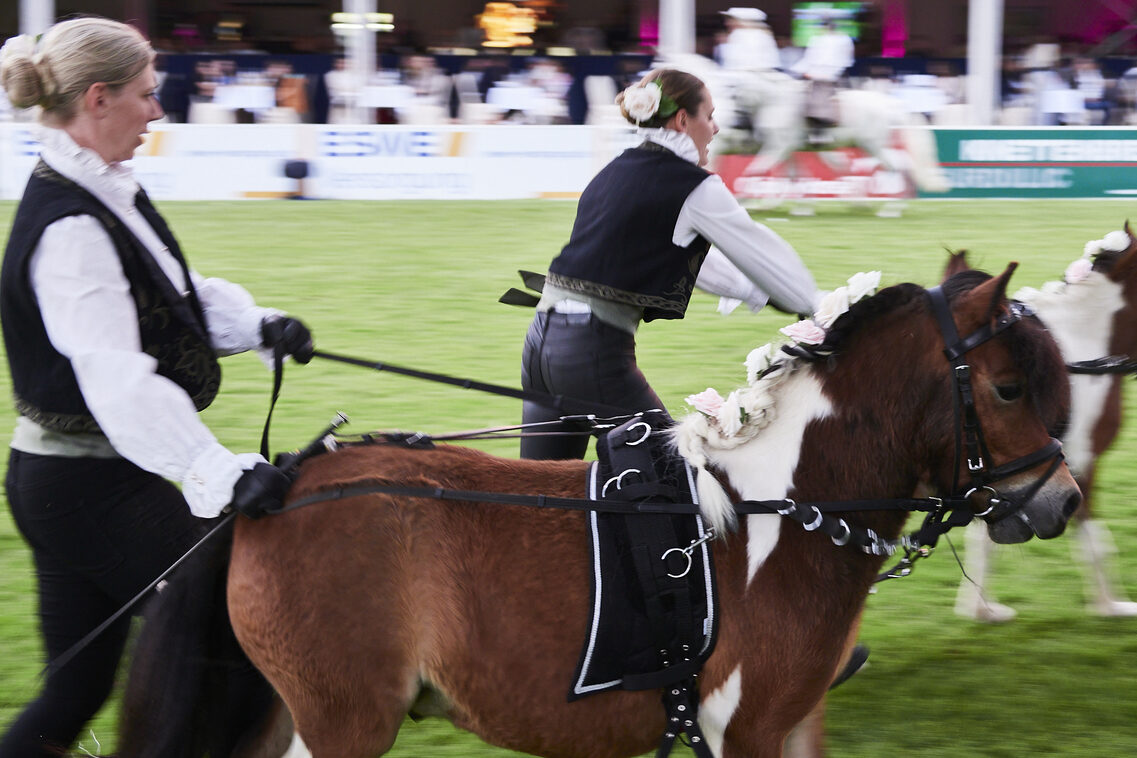 Кінська ніч 2025