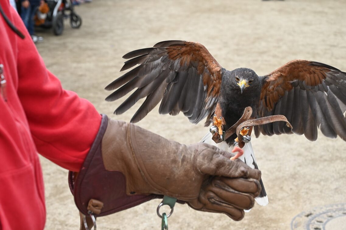 Römerfest Wiesbaden