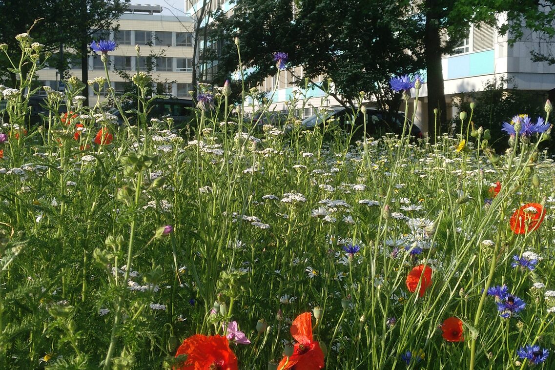 Blühaspekt vor Statis