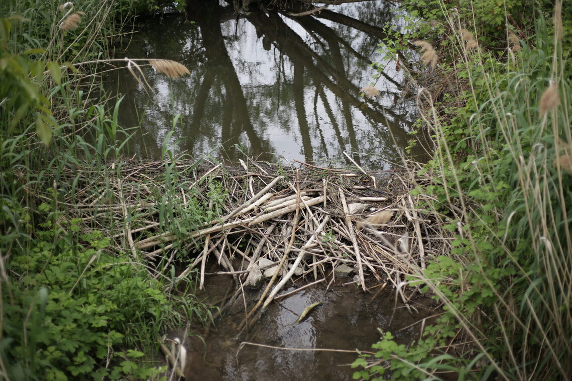 ÖKOPROFIT-Kooperation Biodiversität am Käsbach