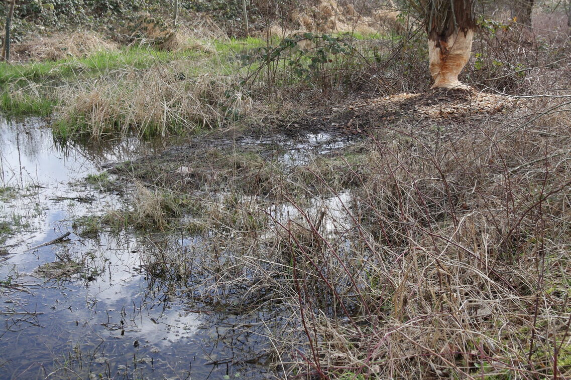 ÖKOPROFIT-Kooperation Biodiversität am Käsbach