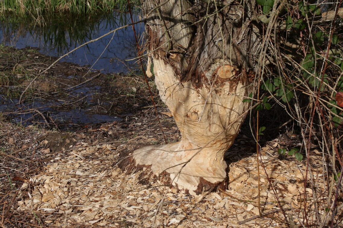 ÖKOPROFIT-Kooperation Biodiversität am Käsbach