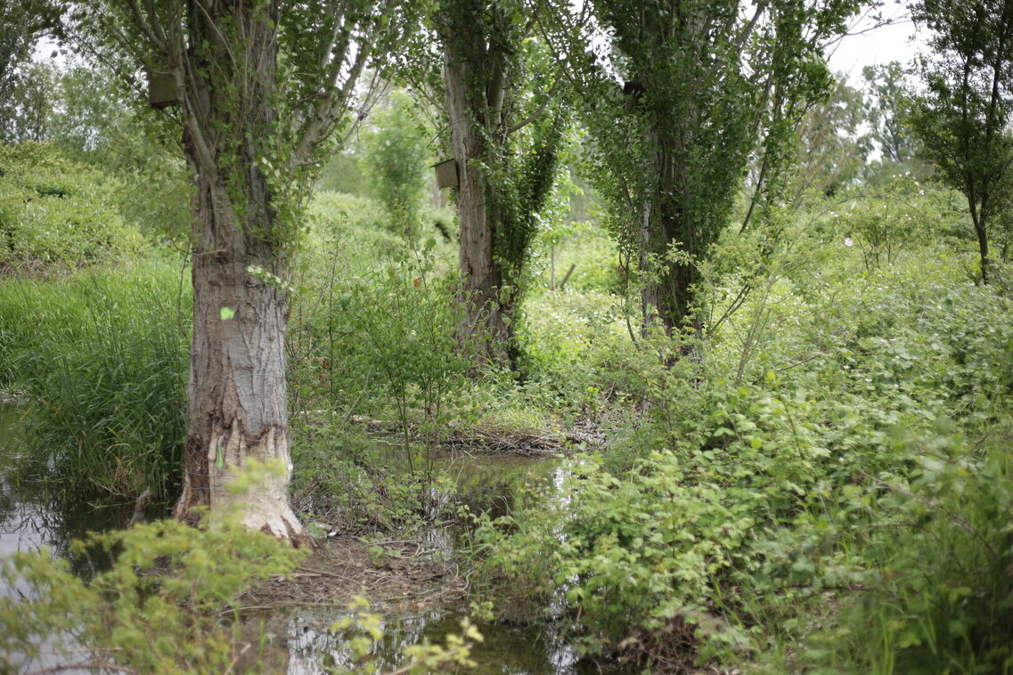 ÖKOPROFIT-Kooperation Biodiversität am Käsbach