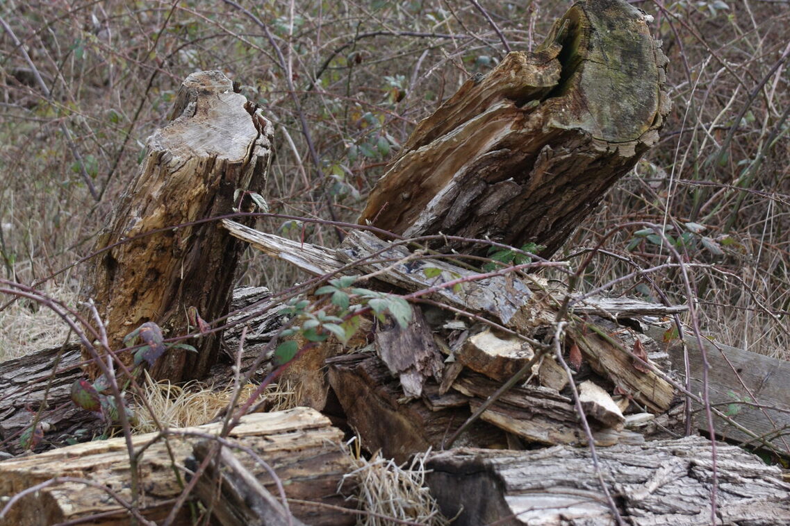 ÖKOPROFIT-Kooperation Biodiversität am Käsbach