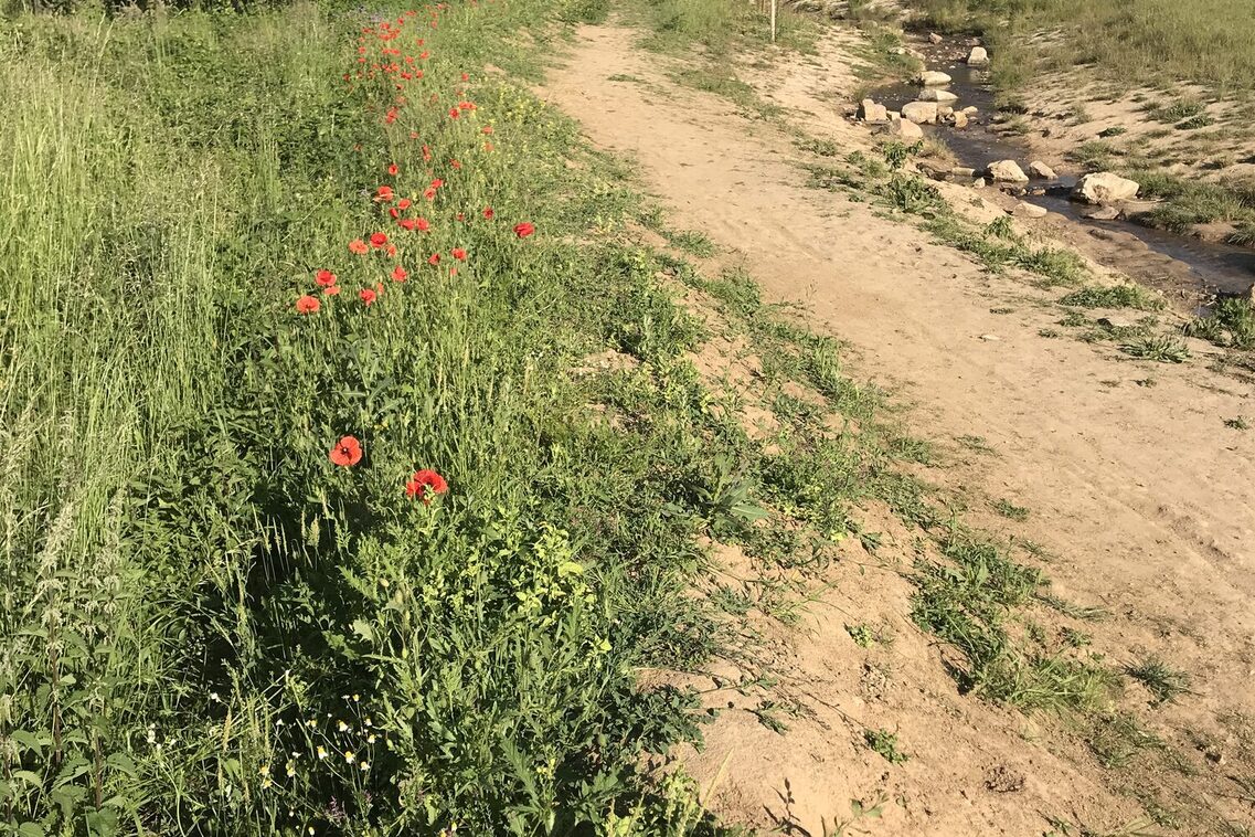 Ренатуралізація Вельріцбаху