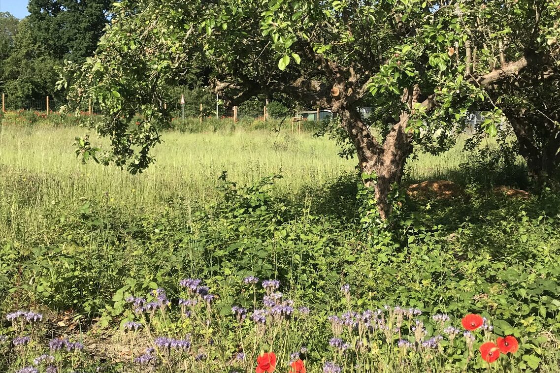 Ренатуралізація Вельріцбаху