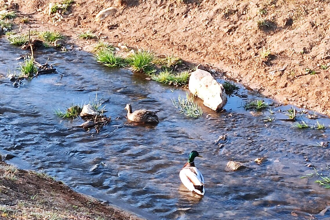 Ренатуралізація Вельріцбаху