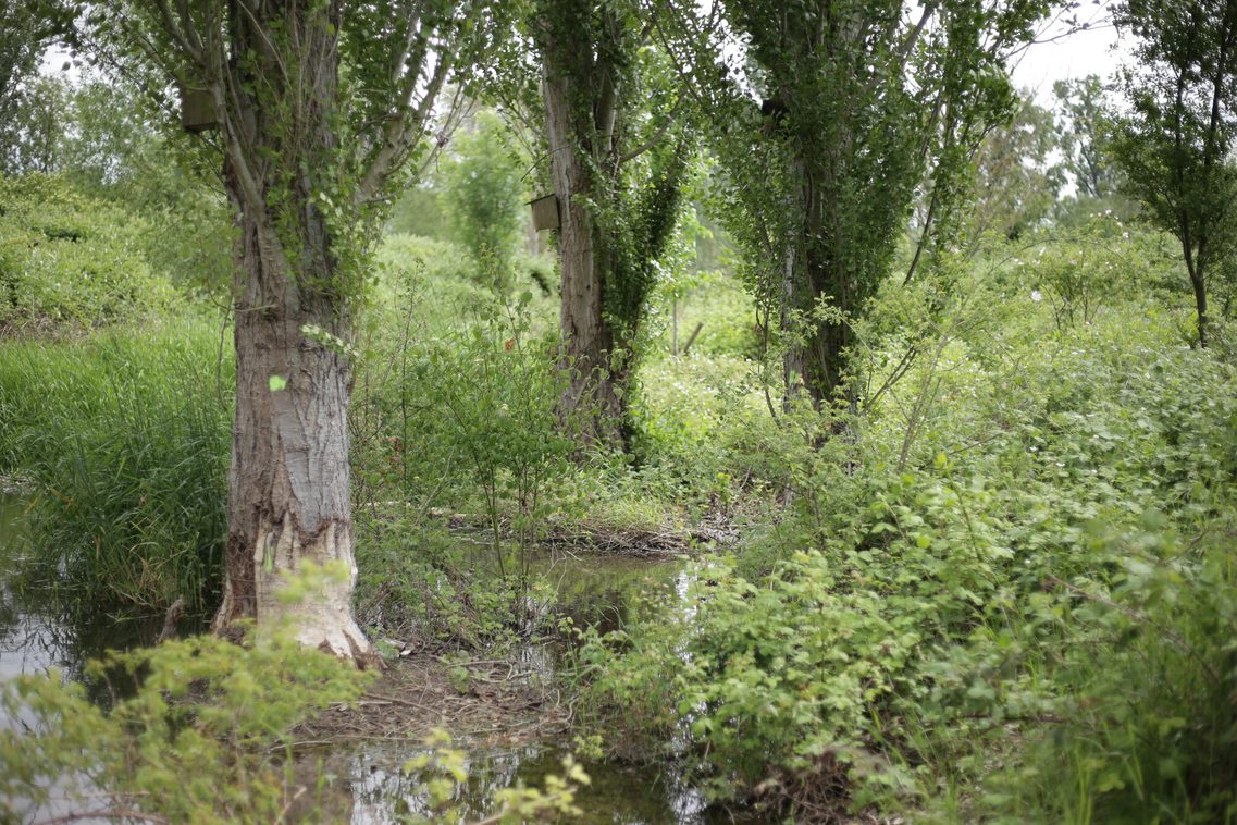 Сътрудничество с ÖKOPROFIT Биологично разнообразие в Käsbach