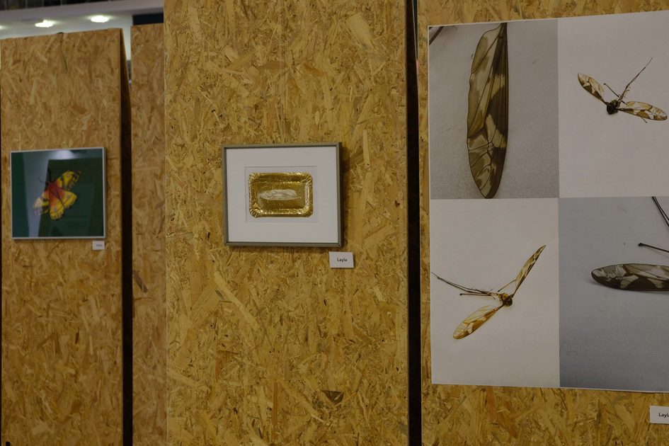Плакати с мотиви на насекоми и картини в рамки върху дървени панели.