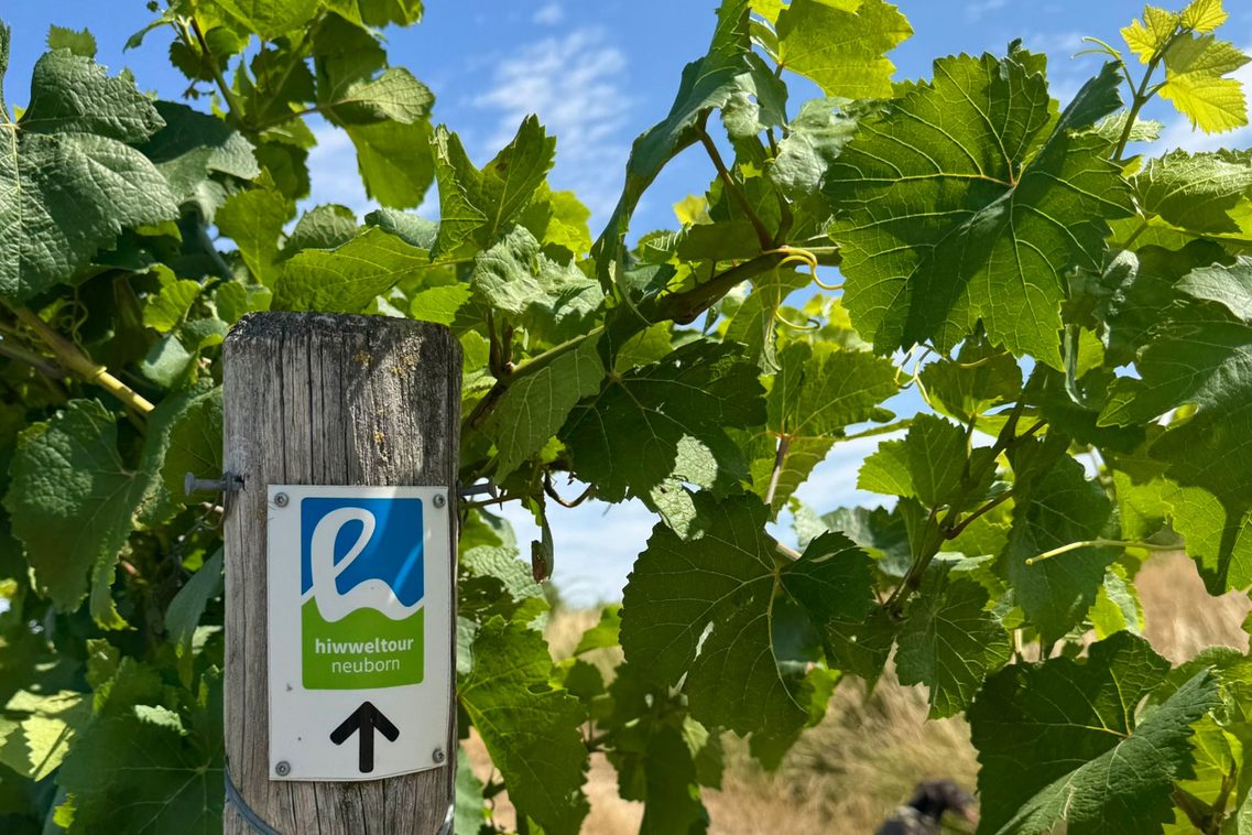 Schild an Weinrebe - Hiwweltour Neuborn