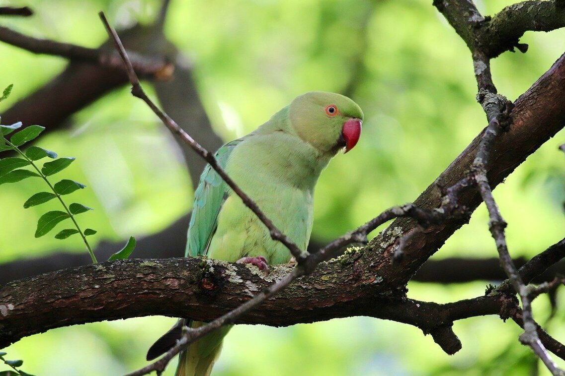 Green parakeet in a tree