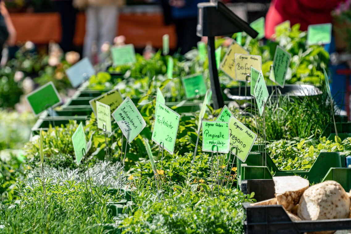 View of the weekly market