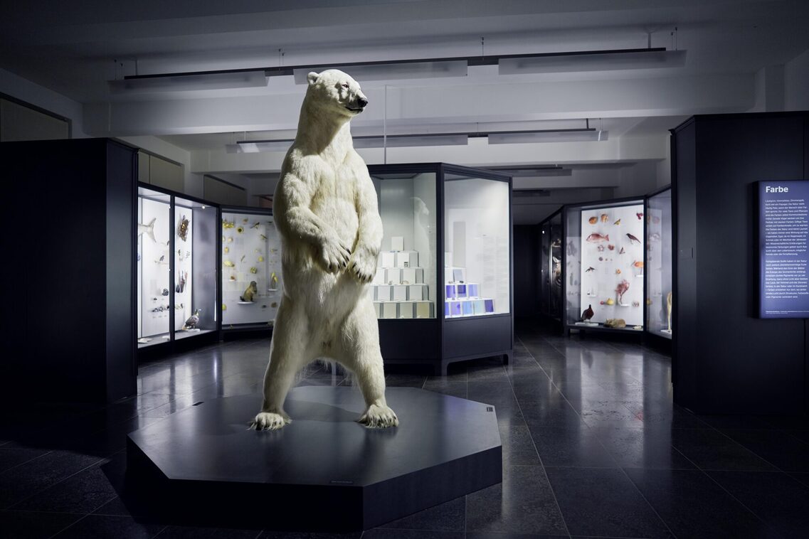 Polar bear in the Museum Wiesbaden