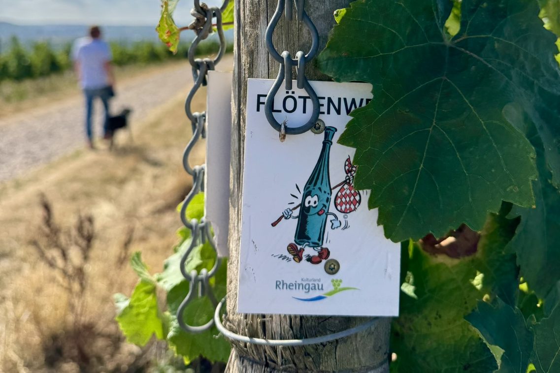 Schild Flötenweg an Weinrebe