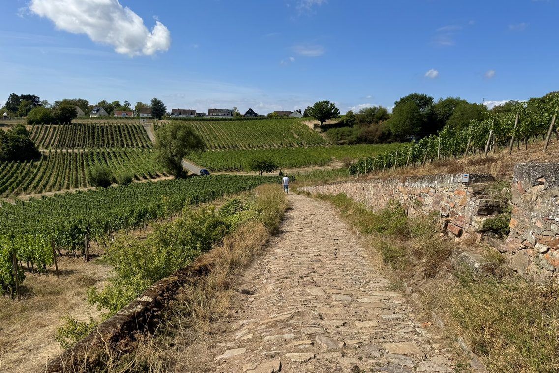 Weg durch die Weinberge