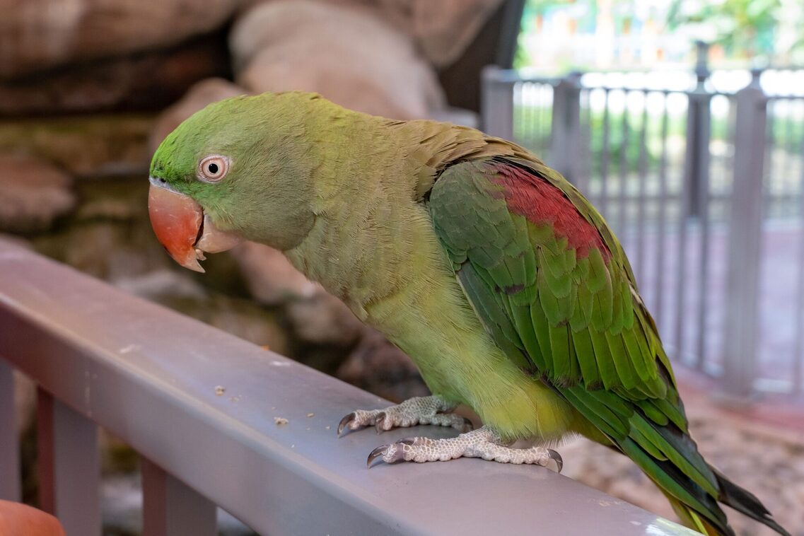 Green Alexander Parakeet