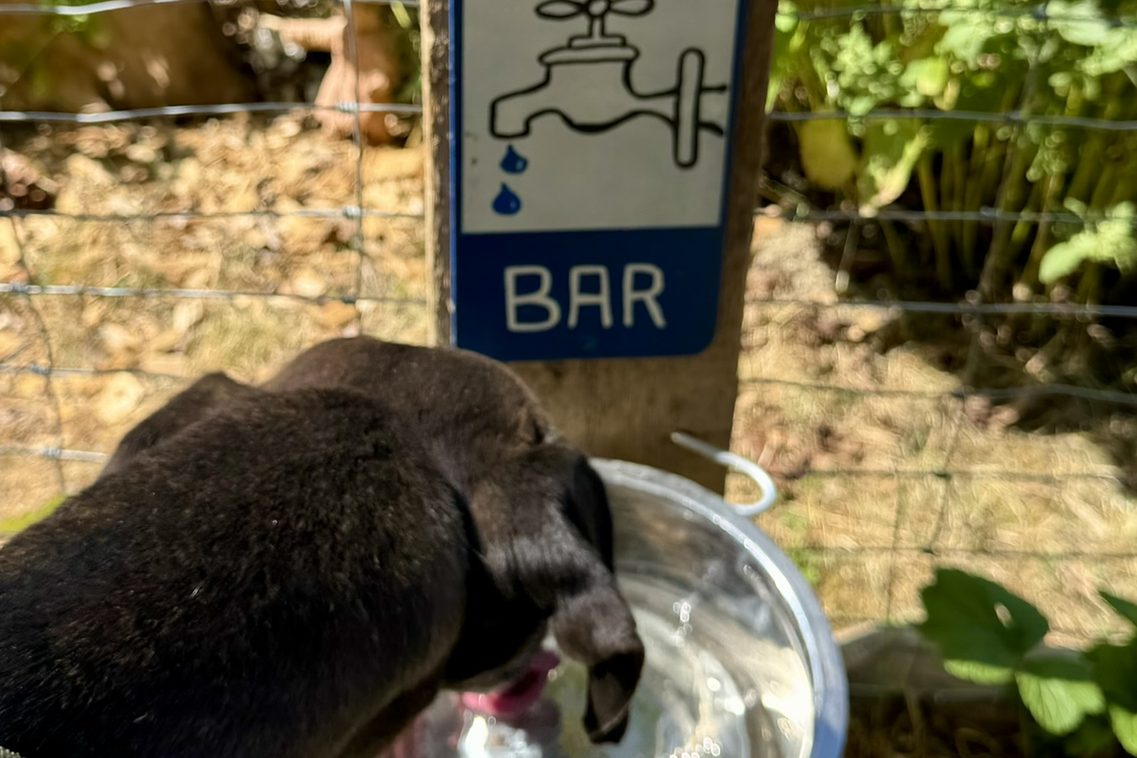 Hund an Tränke