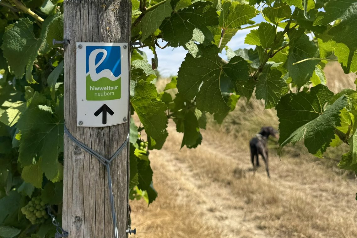 Hund auf Feldweg an Weinbergen