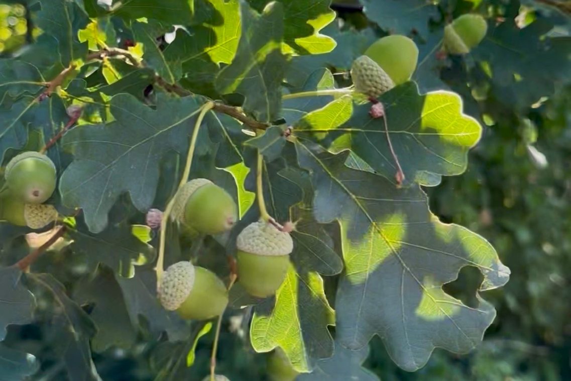 Junge Eicheln am Baum