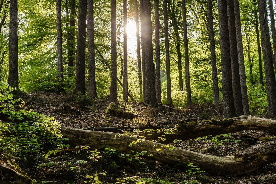 Forest in the Taunus with backlighting by the sun