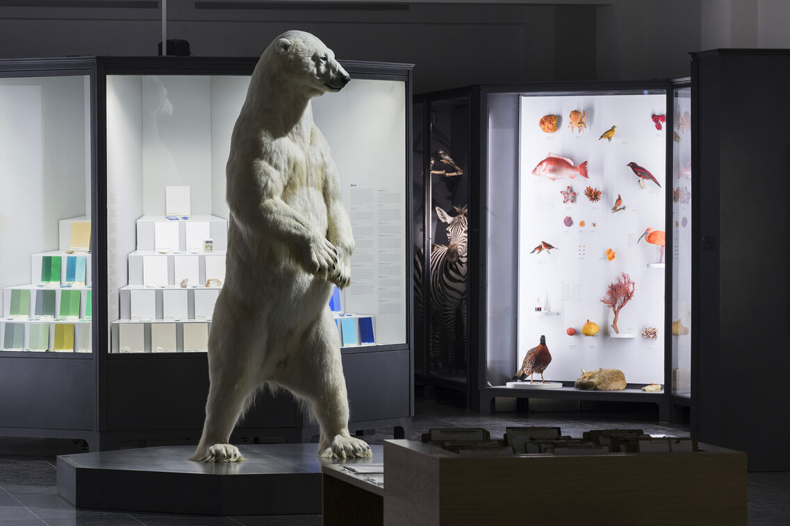 Polar bear in the Museum Wiesbaden