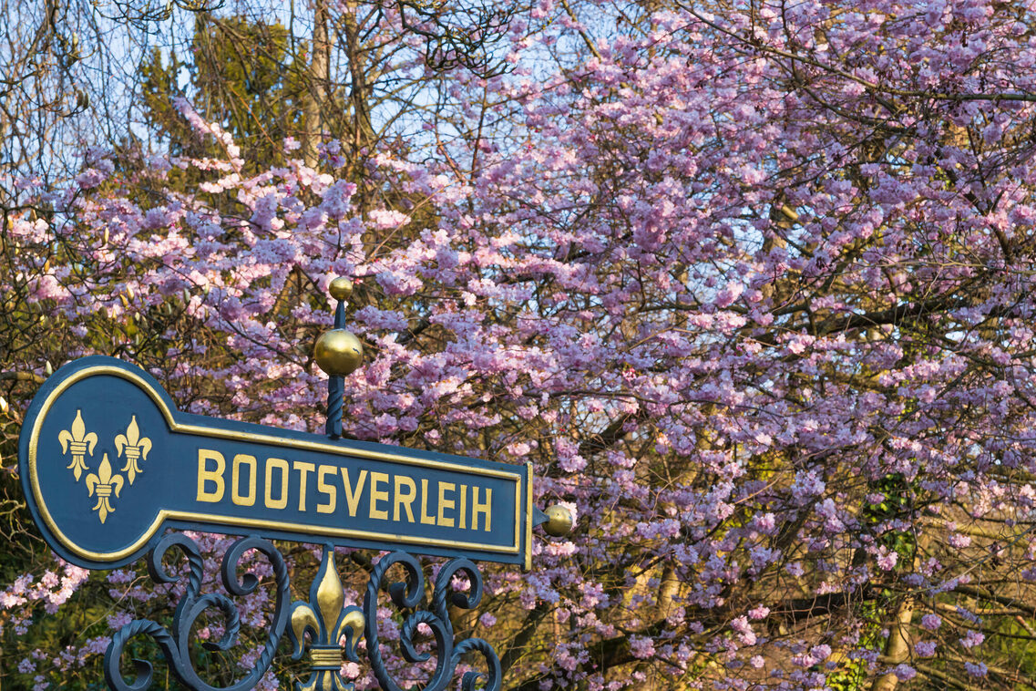 Boat rental sign in front of a flowering tree