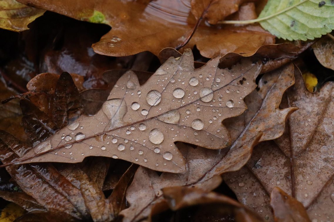 Herbstlaub mit Regentropfen