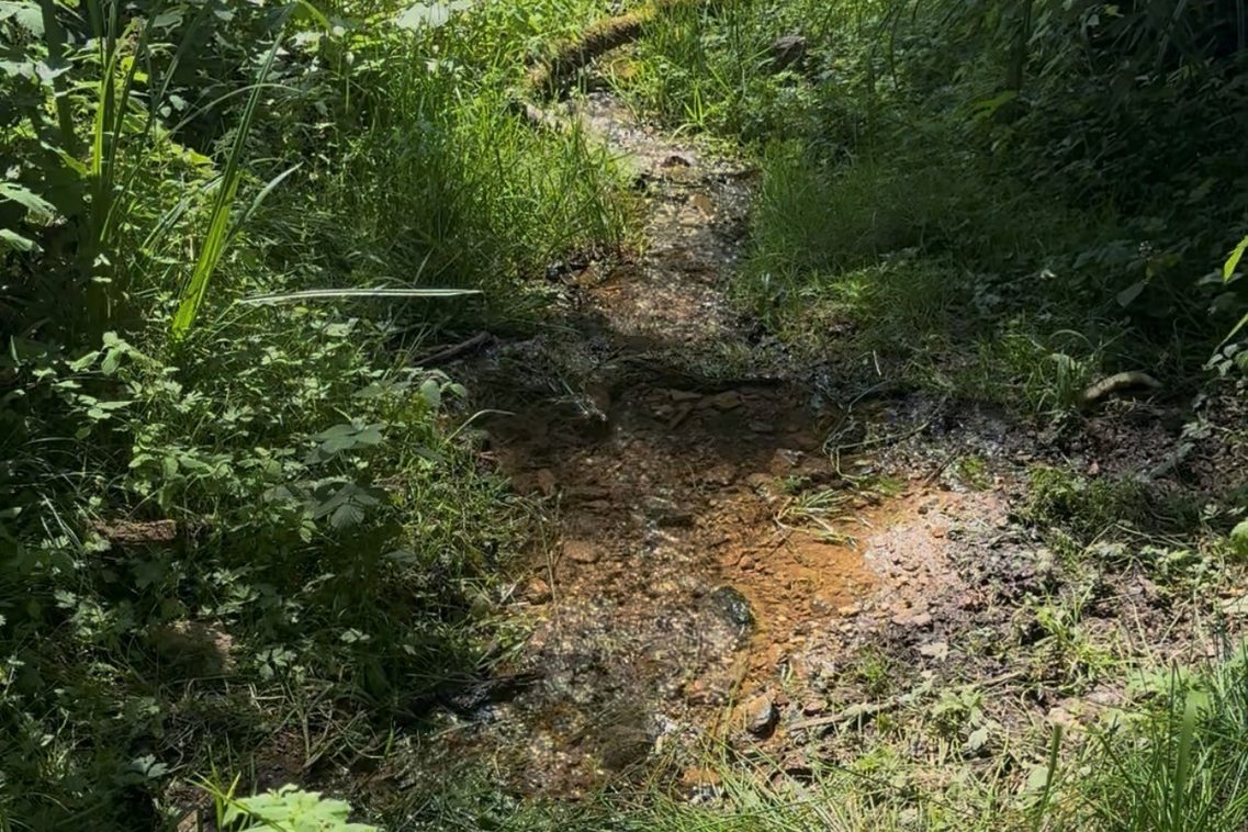 Blick auf Bach durch den Wald