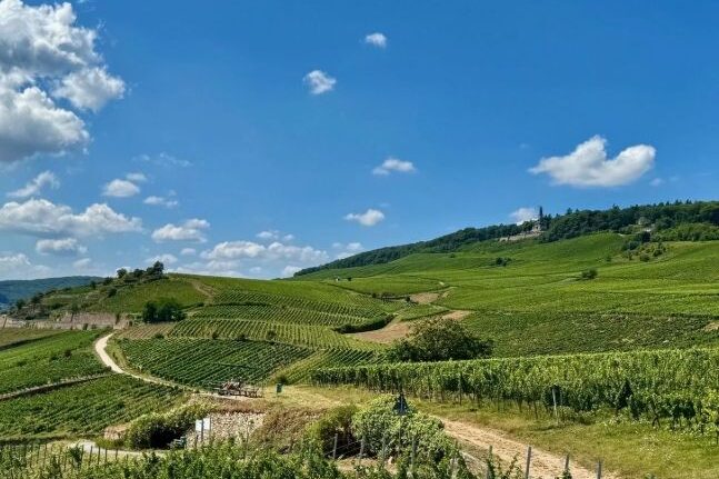 Vineyards with a view of the Niederwald monument