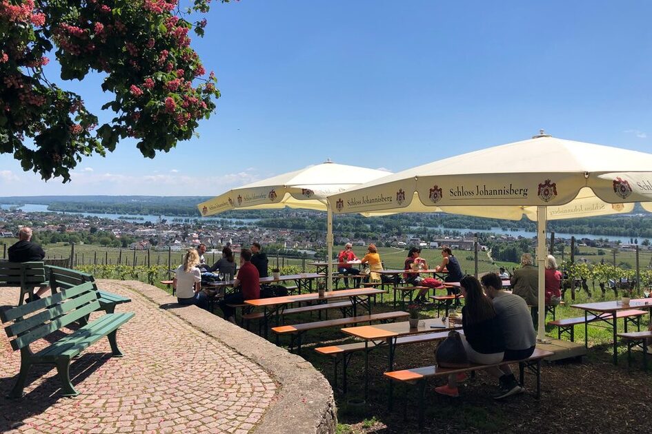 View over beer tables on vines