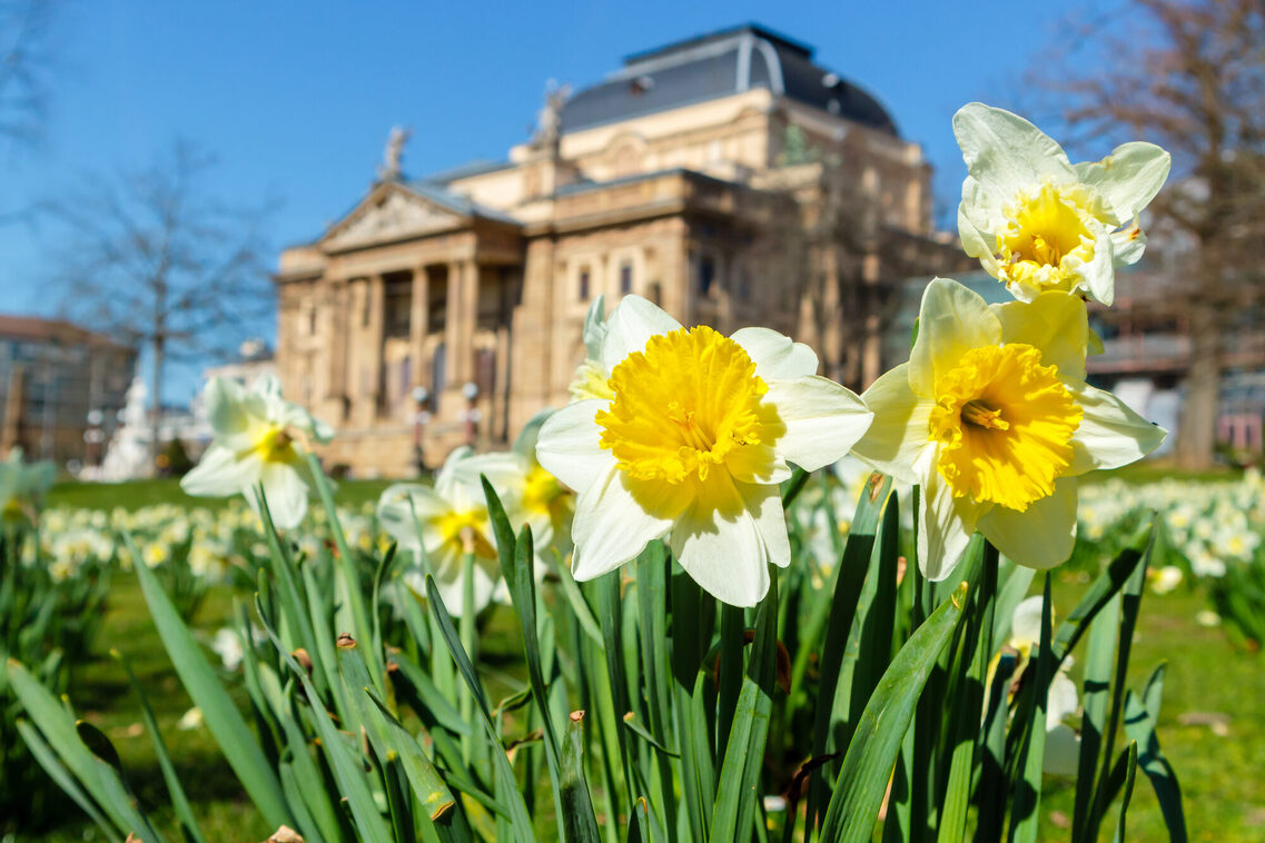 Wiesbaden State Theater with daffodils