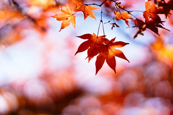 Blatt mit herbstlichen Farben