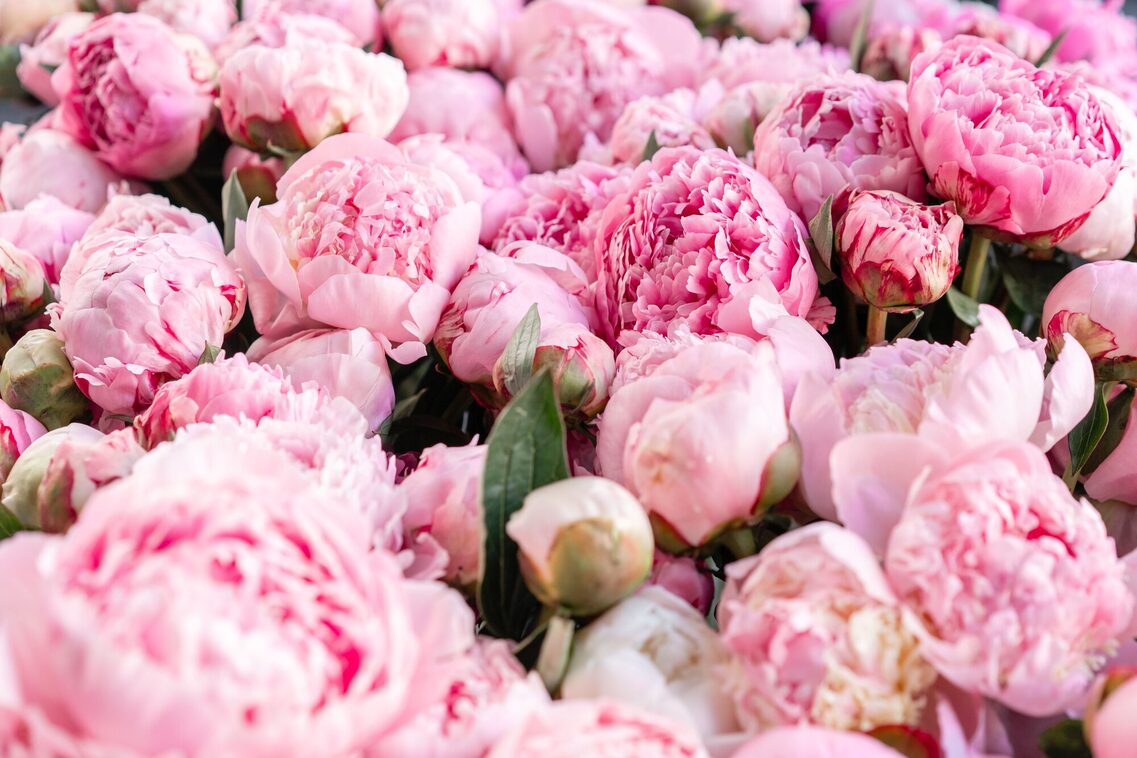 Peonies