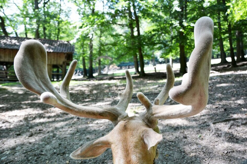 Antlers in the pheasantry