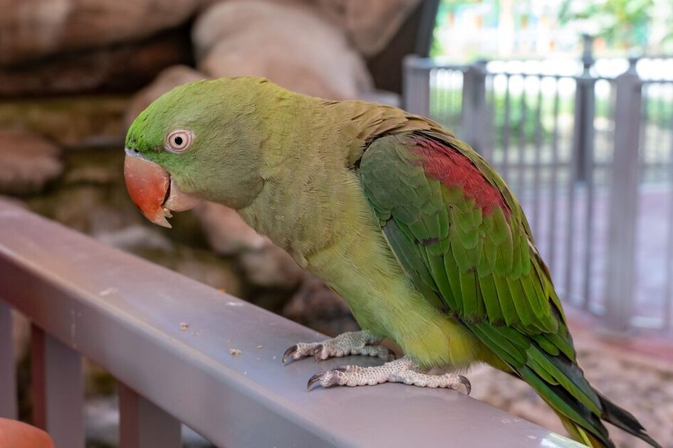 An Alexander parakeet