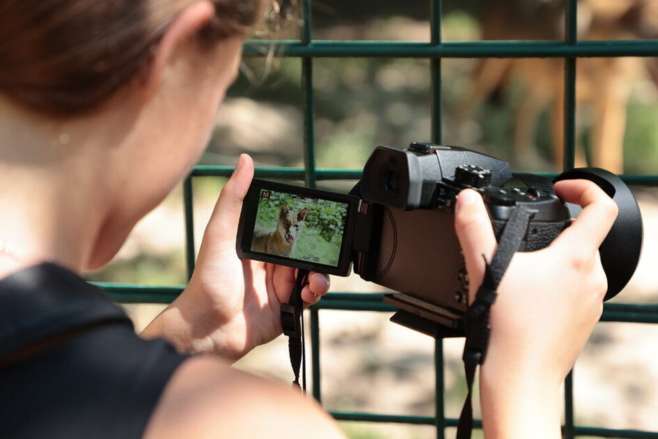 Mädchen fotografiert Wolf