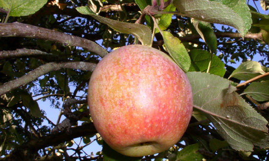 Frucht der lokalen Apfelsorte Kloppenheimer Streifling.